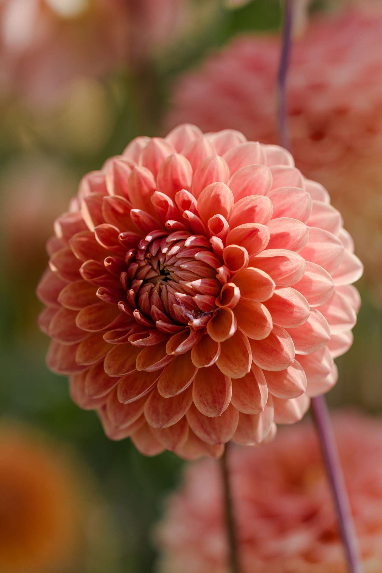 Dahlia 'Beatrice'